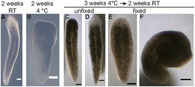 Studying Planarian Regeneration Aboard the International Space Station Within the Student Space Flight Experimental Program